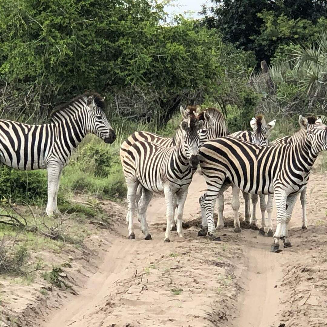 Südafrika 2019