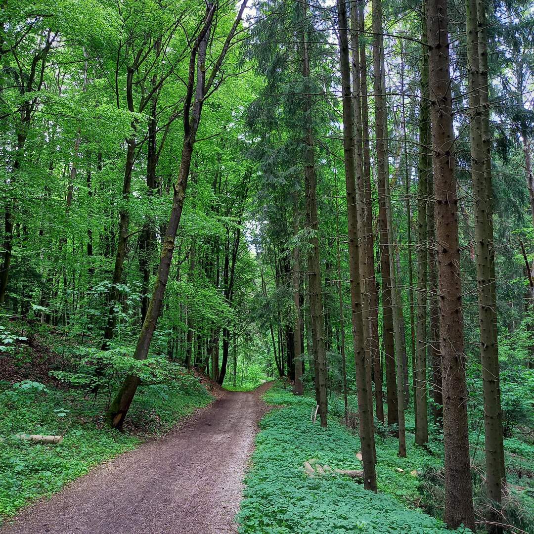 Wandern in Neumarkt/Opf