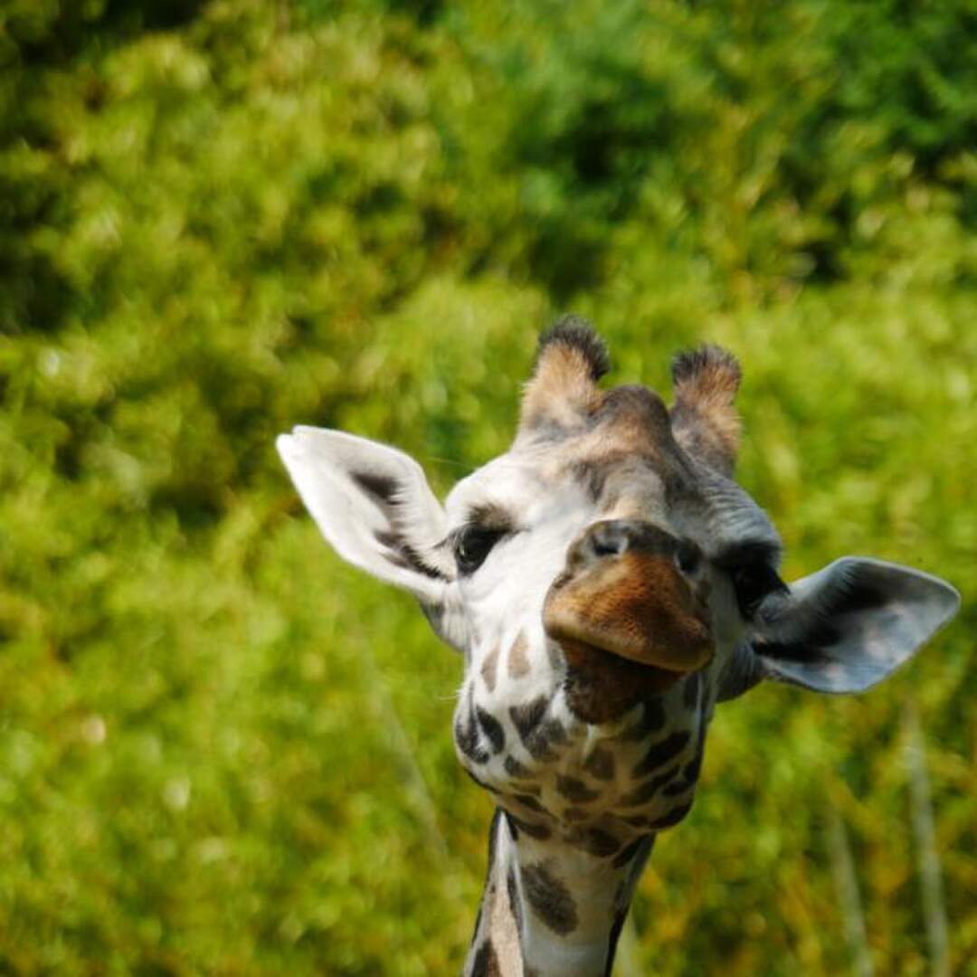 Zoo Leipzig