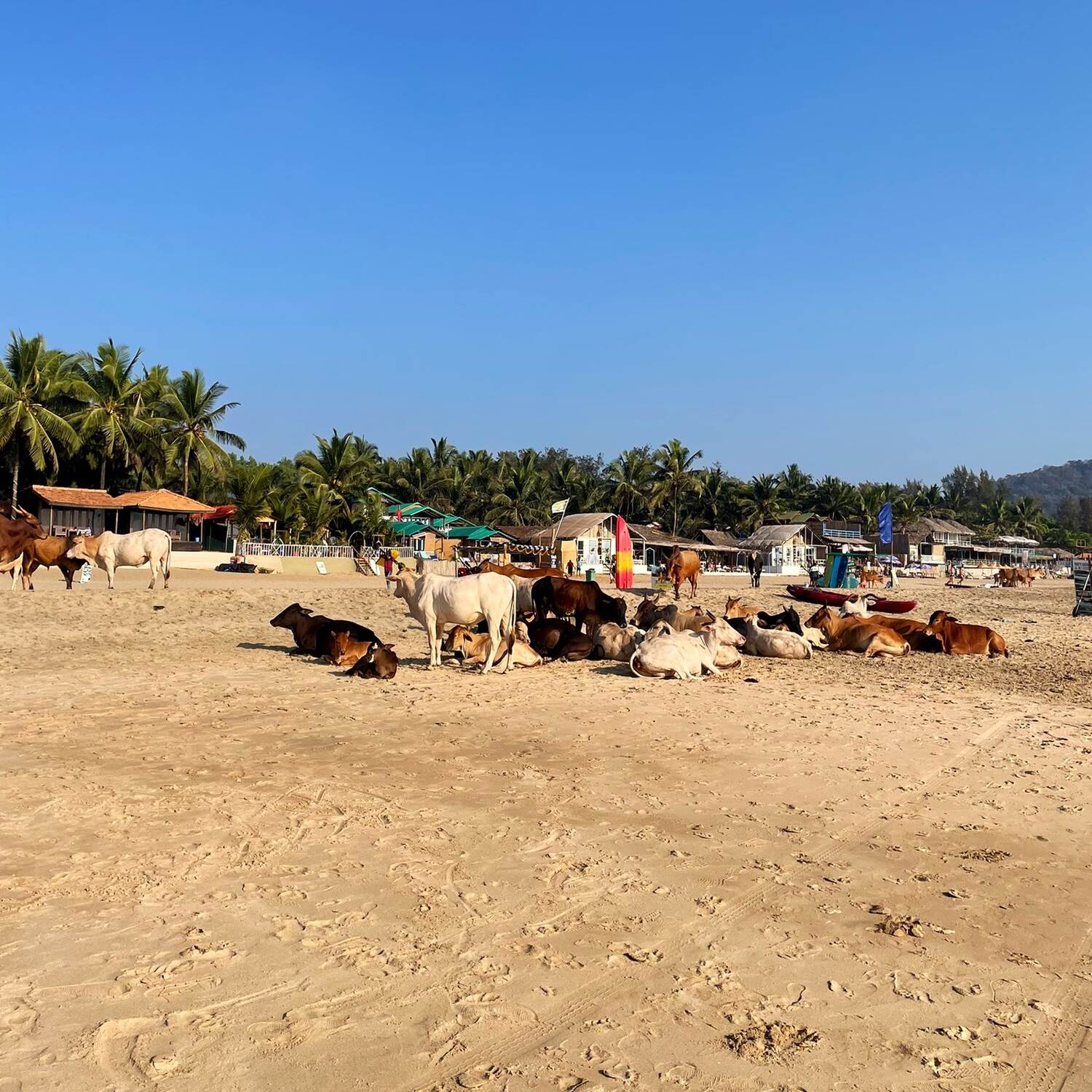 Becoming a Yogi in India