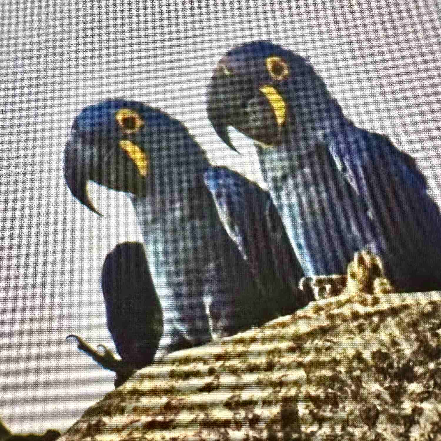 Brasiliens Naturwunder