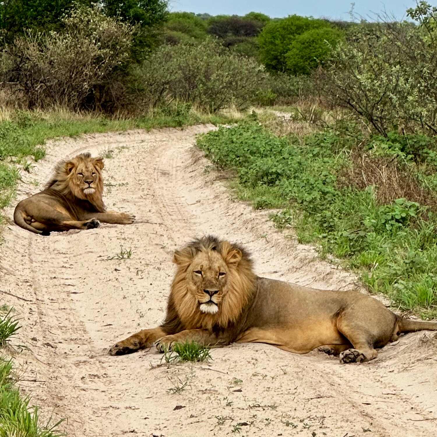 Botswana, Simbabwe