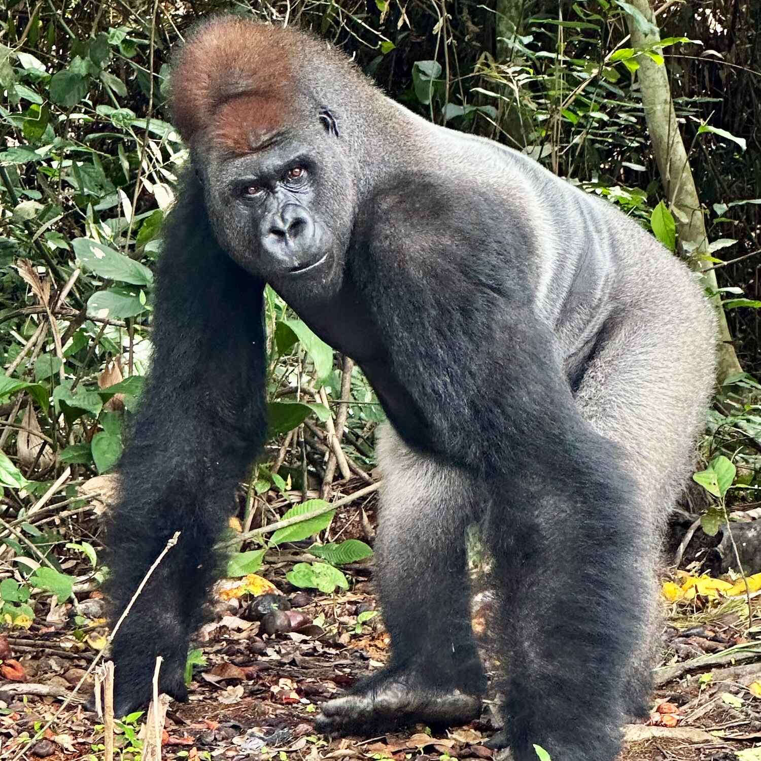Kongo