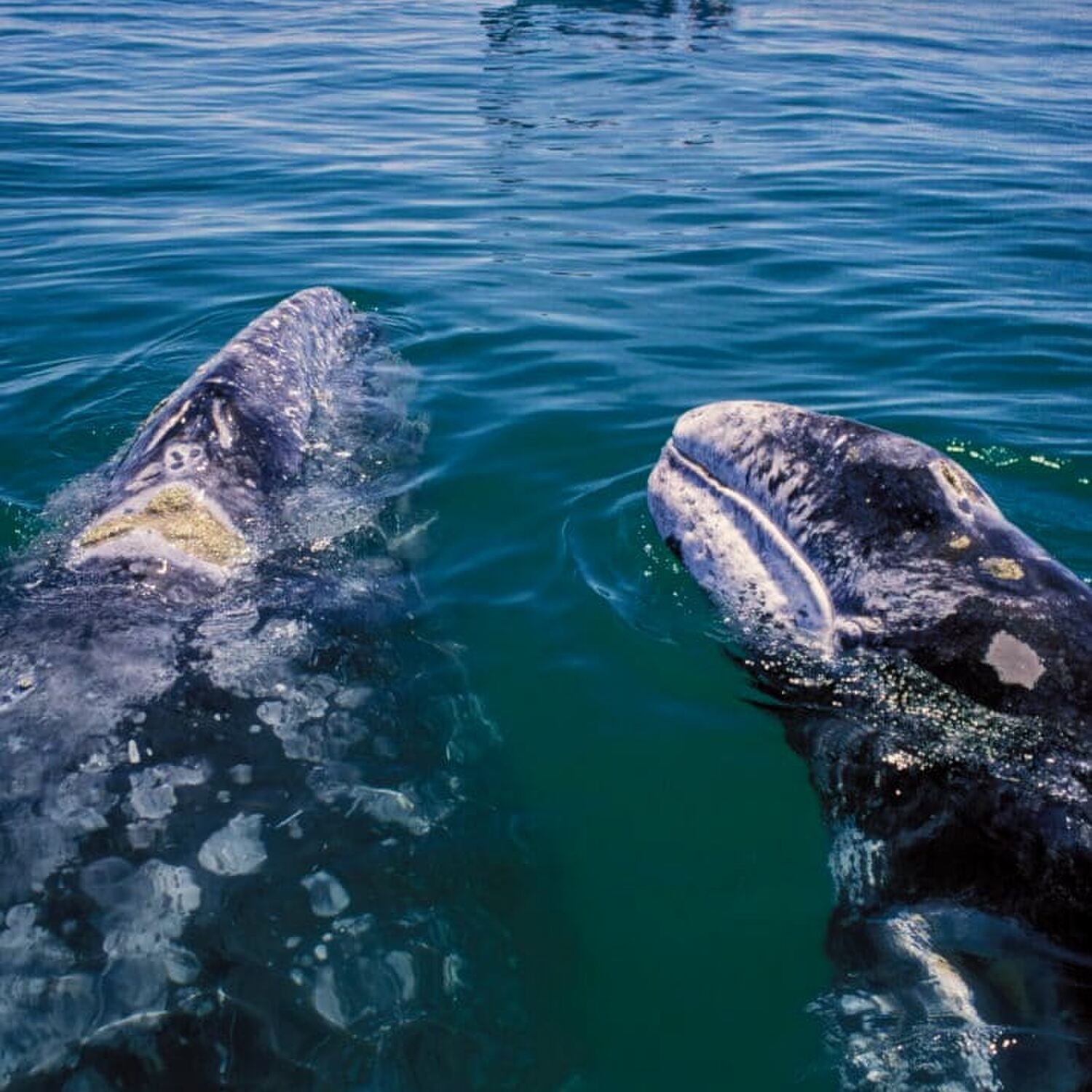 Baja California