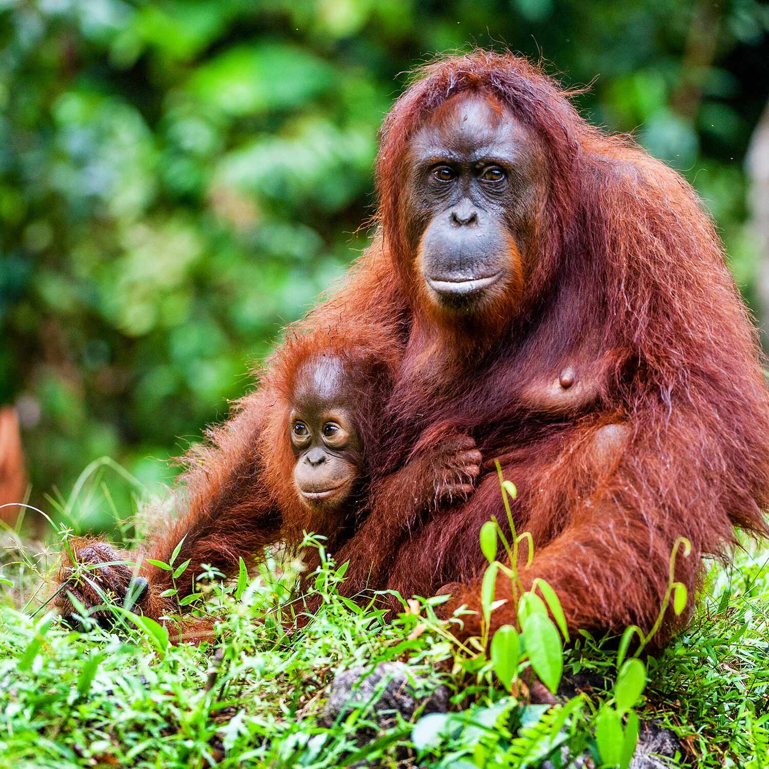 Sumatra
