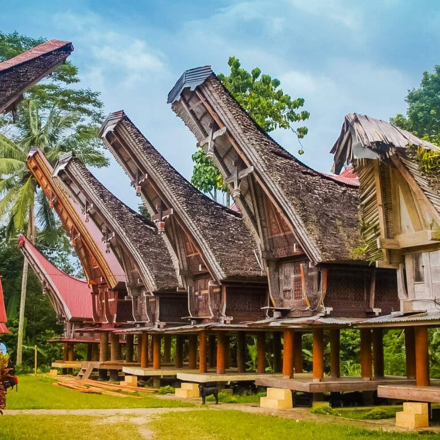 Sulawesi