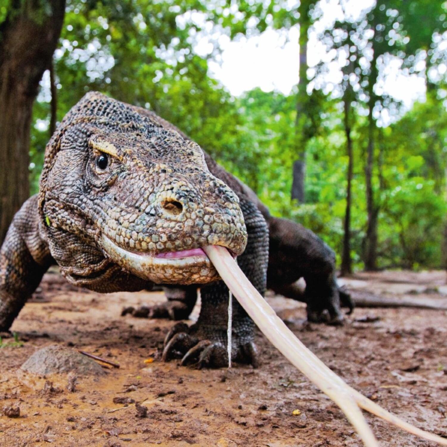 Flores & Komodo