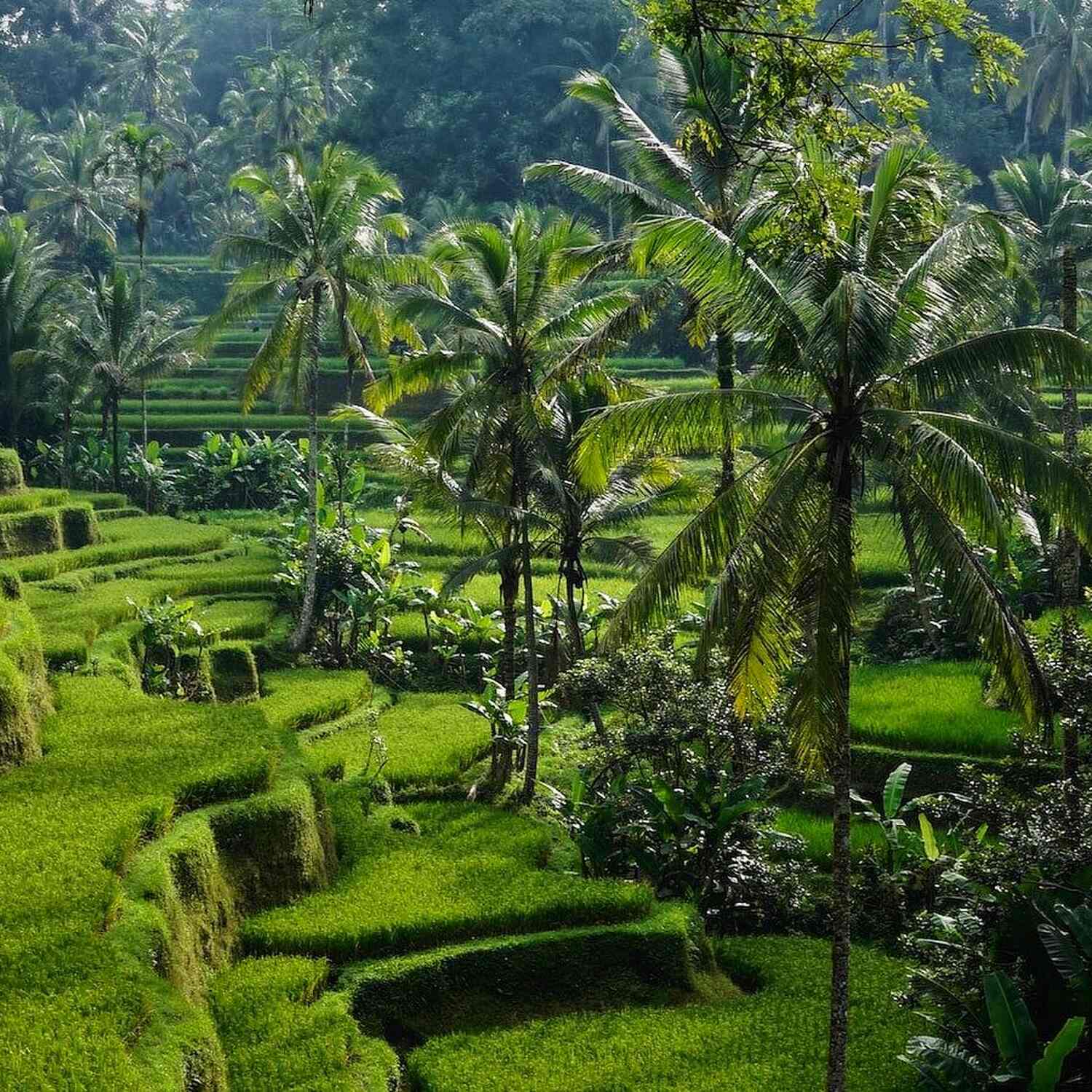 Bali
