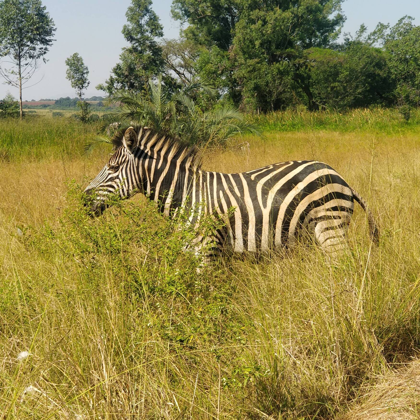 Africa