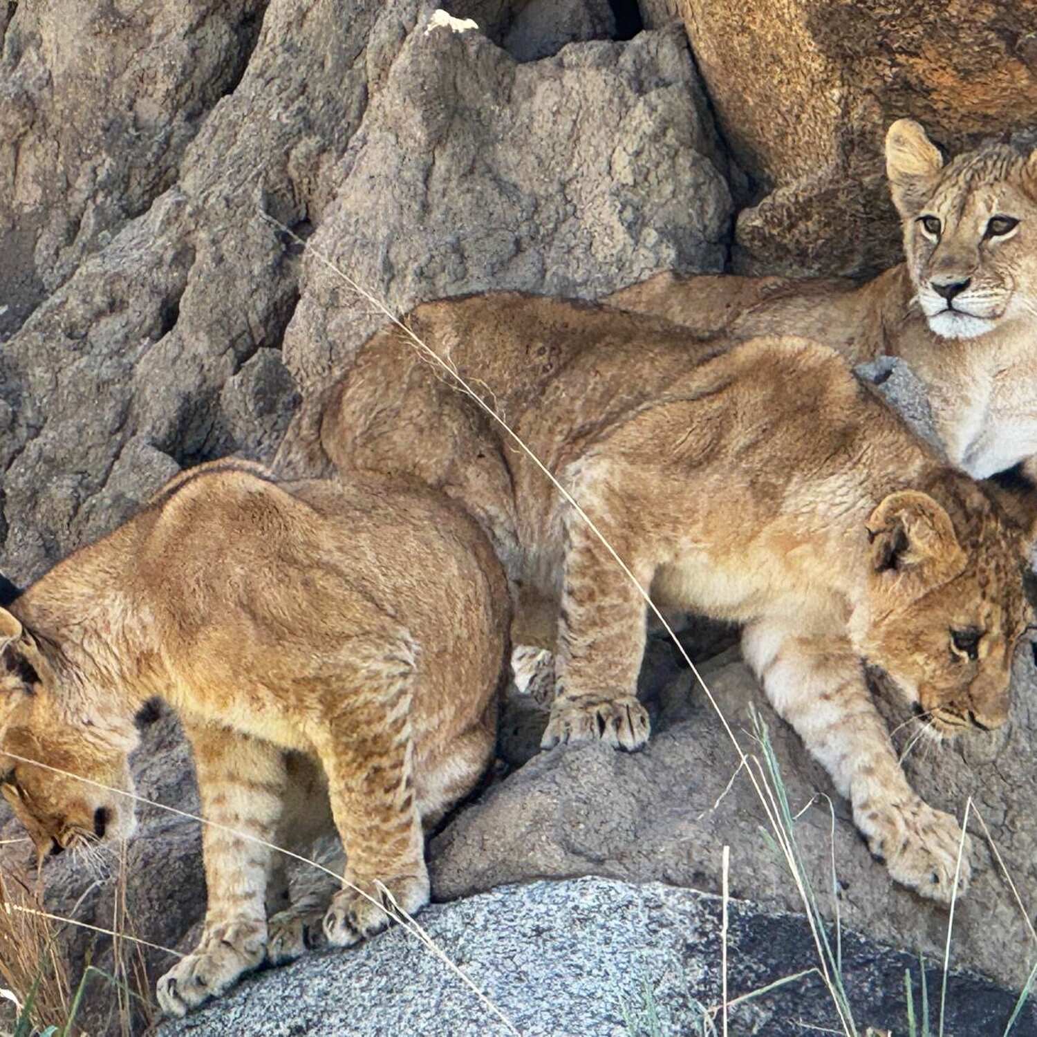 Tanzania and Zanzibar