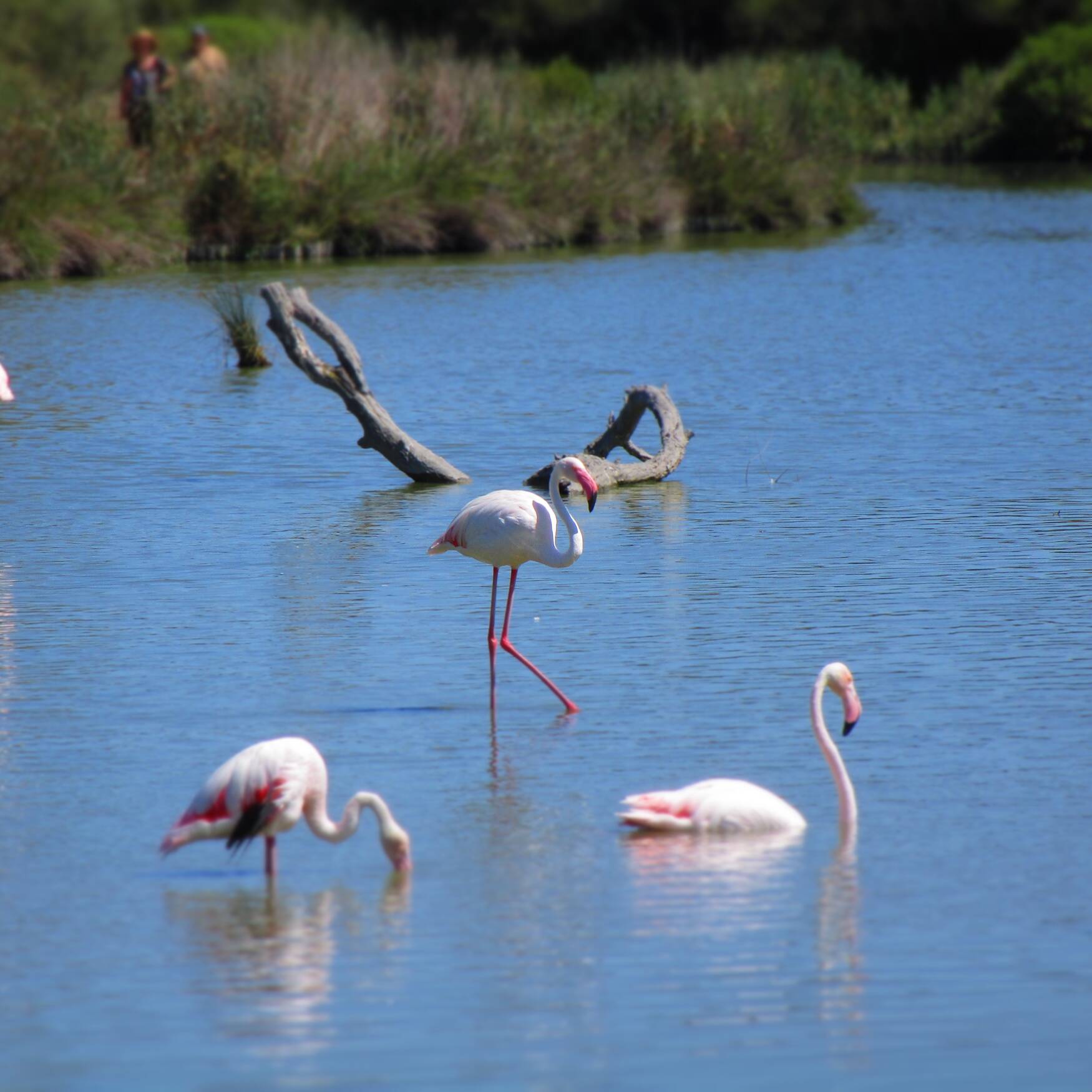 France - Cote Azure, Camargue
