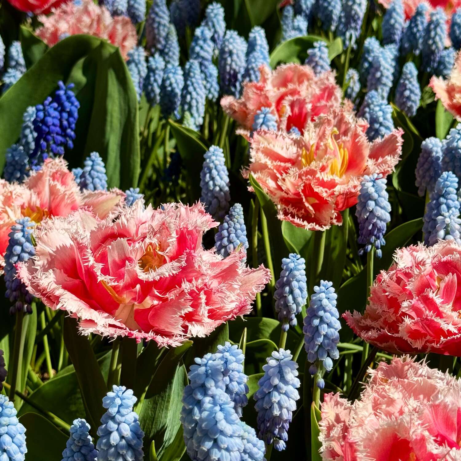 Netherlands 🇳🇱 Keukenhof