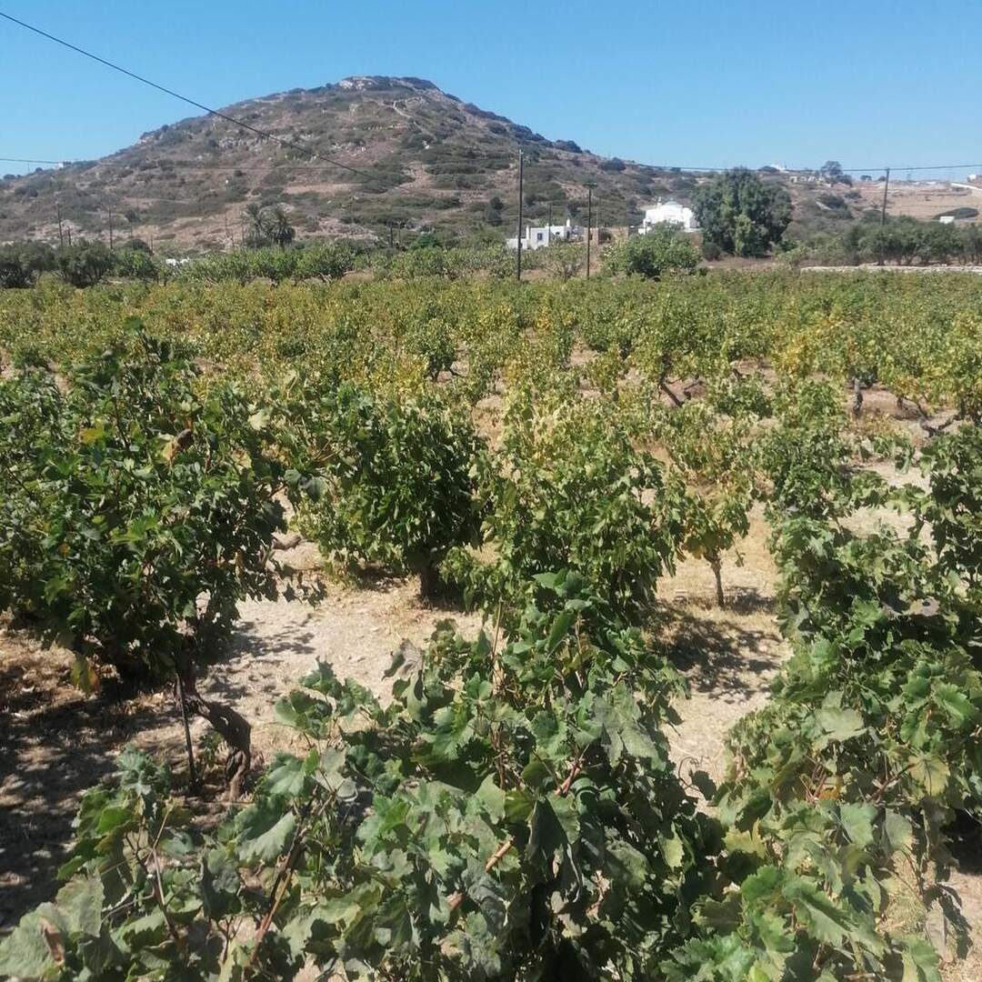 Griechenland - Portugal