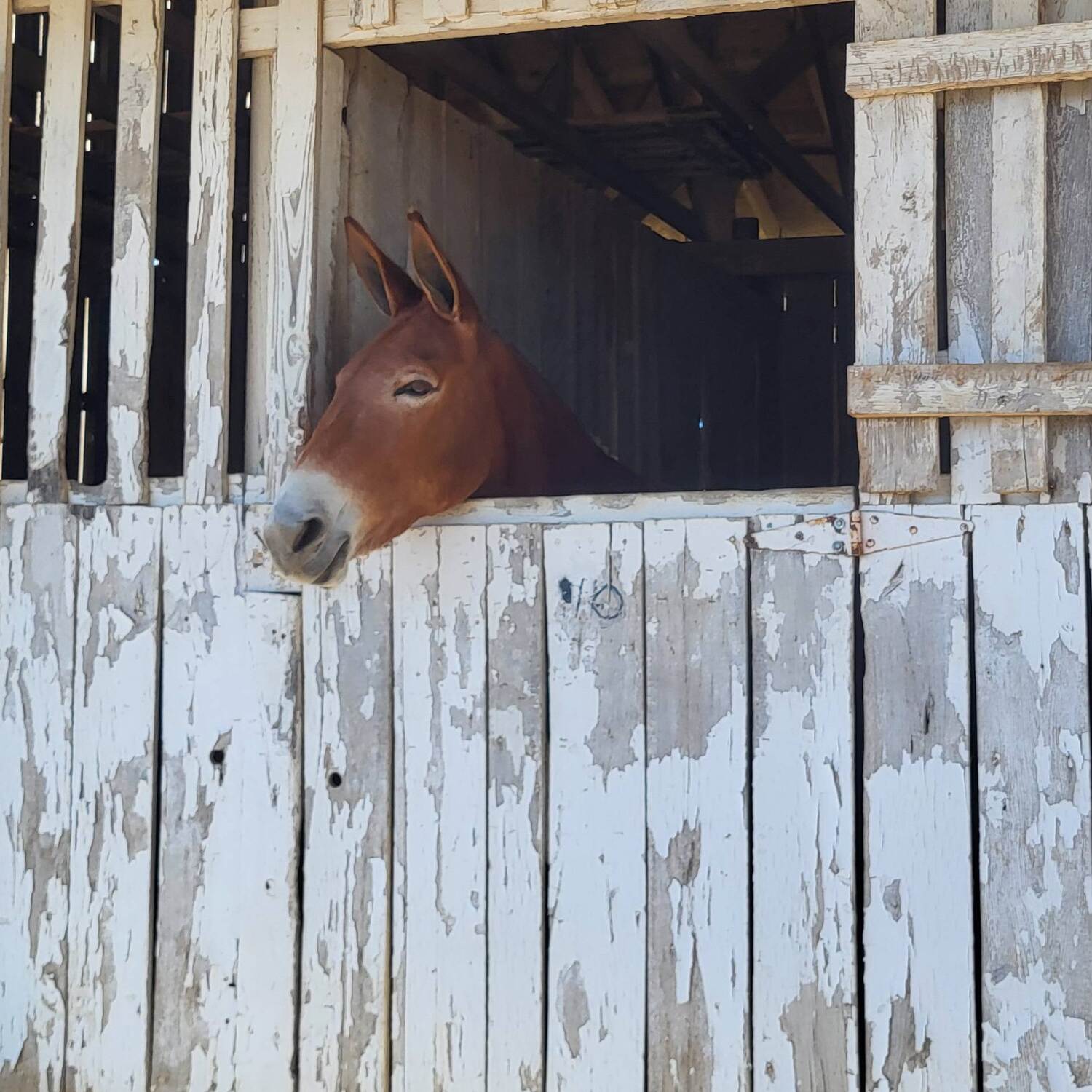 Mule Days, Columbus TN