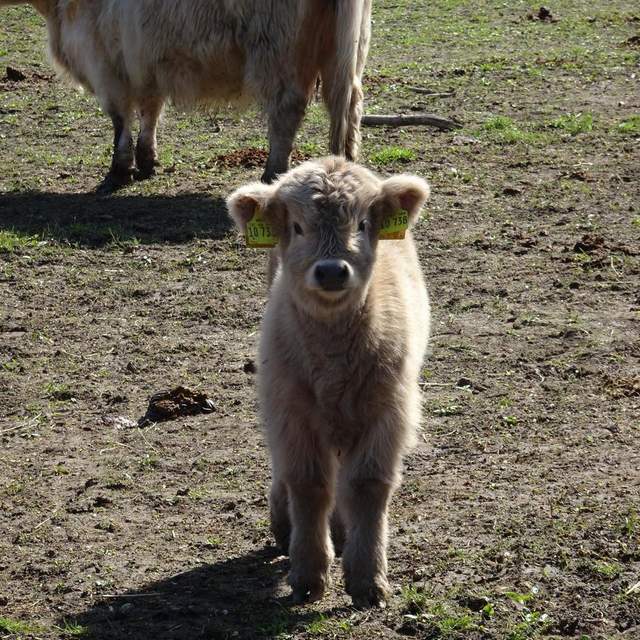 Hochlandrinder mit Mama 2017