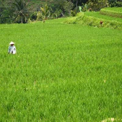 Selamat pagi Bali