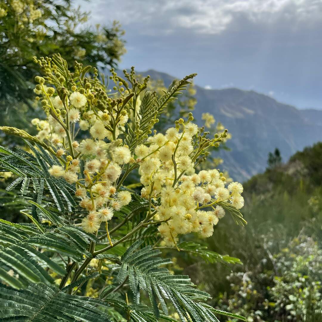 Wandern auf Madeira
