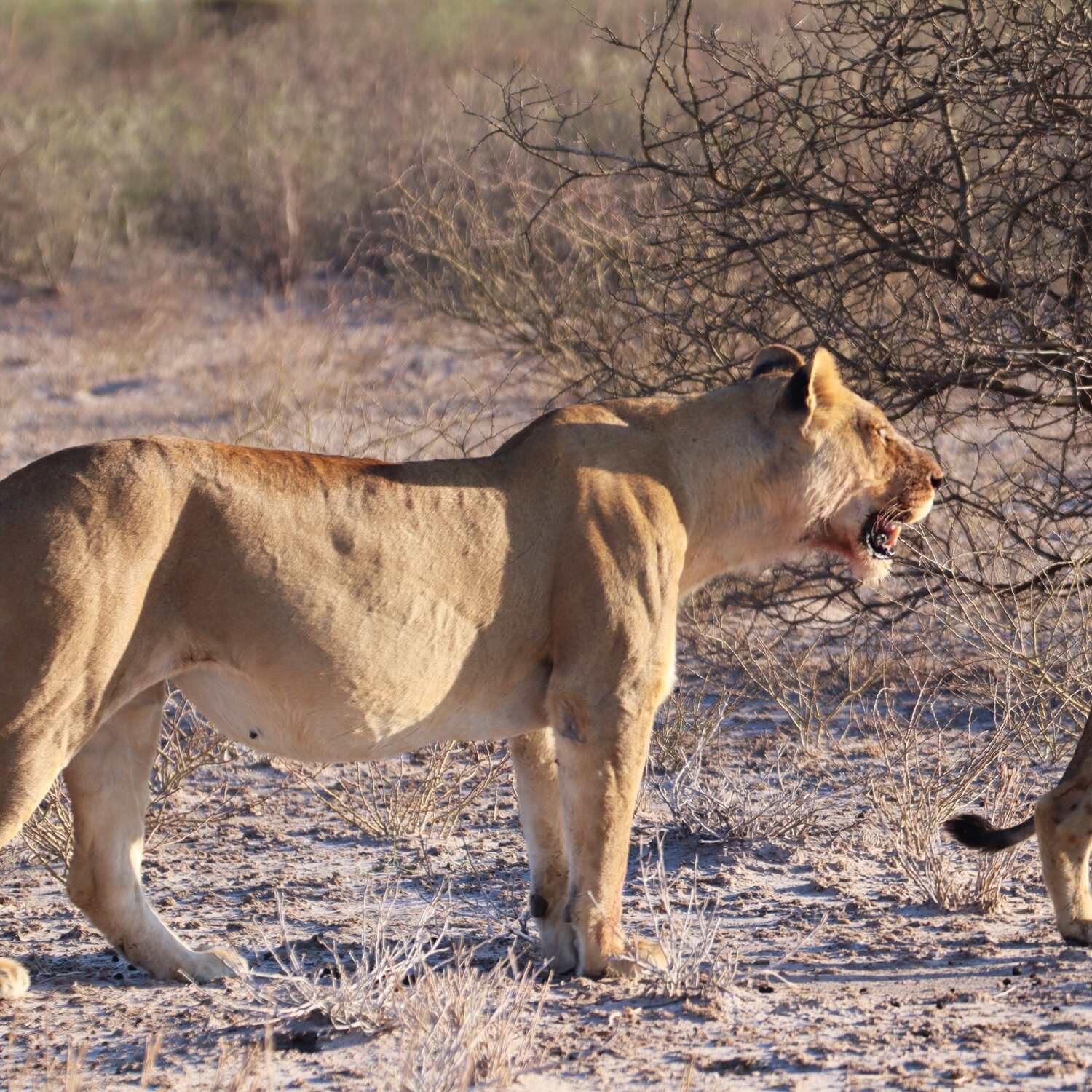 Südafrika 🇿🇦 & Simbabwe🇿🇼