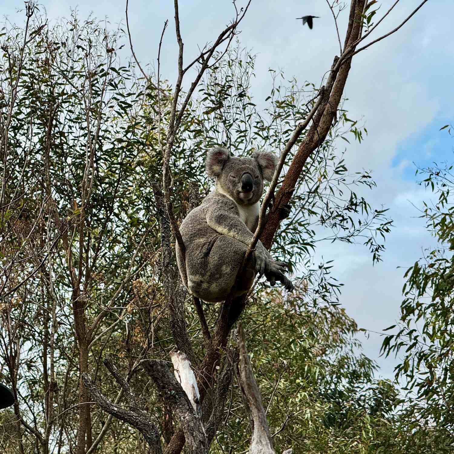 Australien