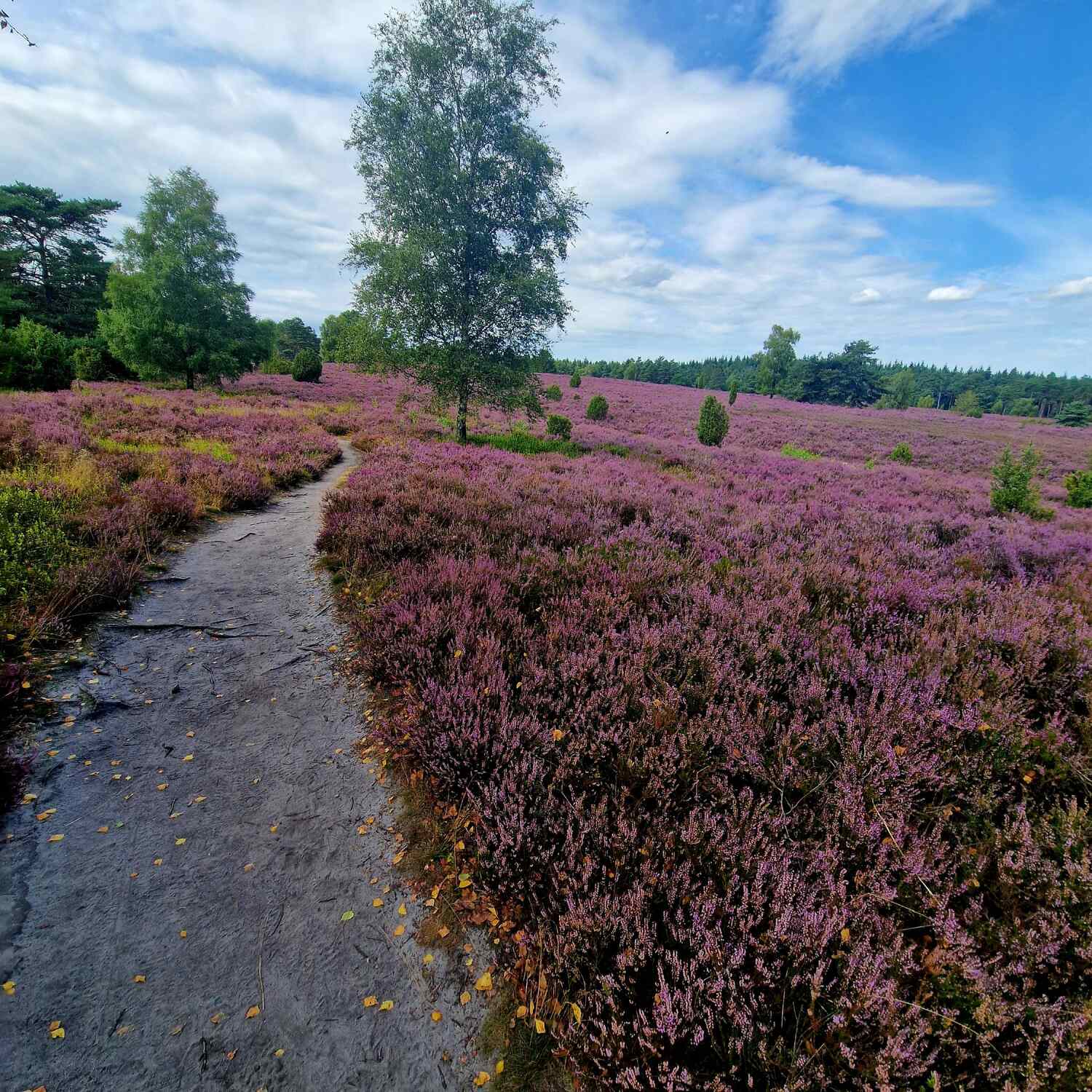 Start wearing purple...