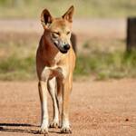 Dingo