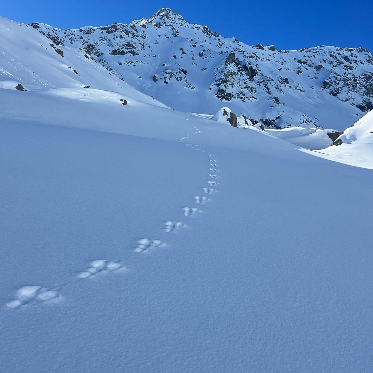 Transalp