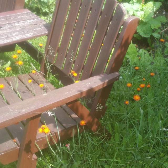 Penguin in the garden