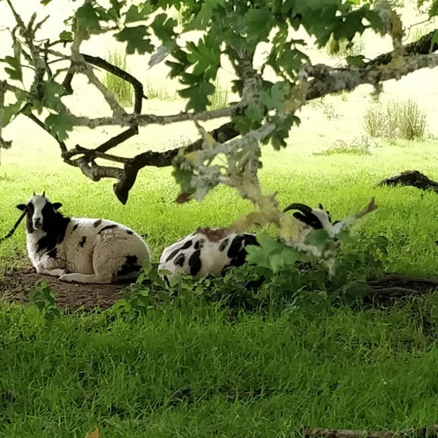 St Andrews to Iona 2020