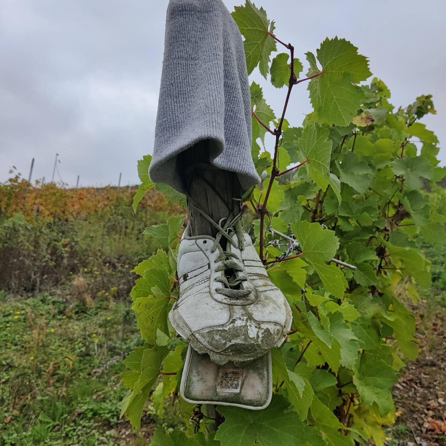 Schweizen an der Mosel