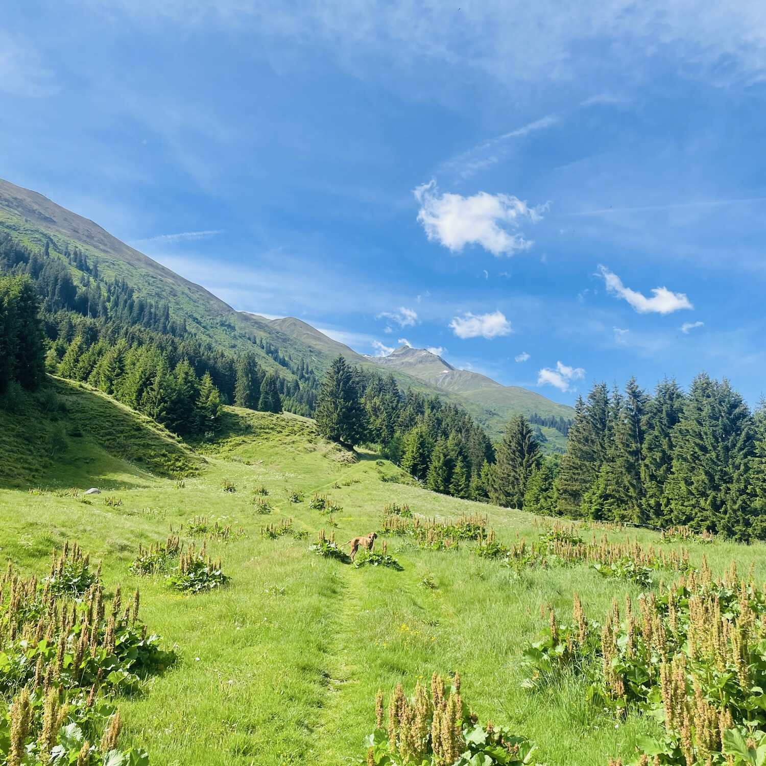 Fernweh auf vier Pfoten