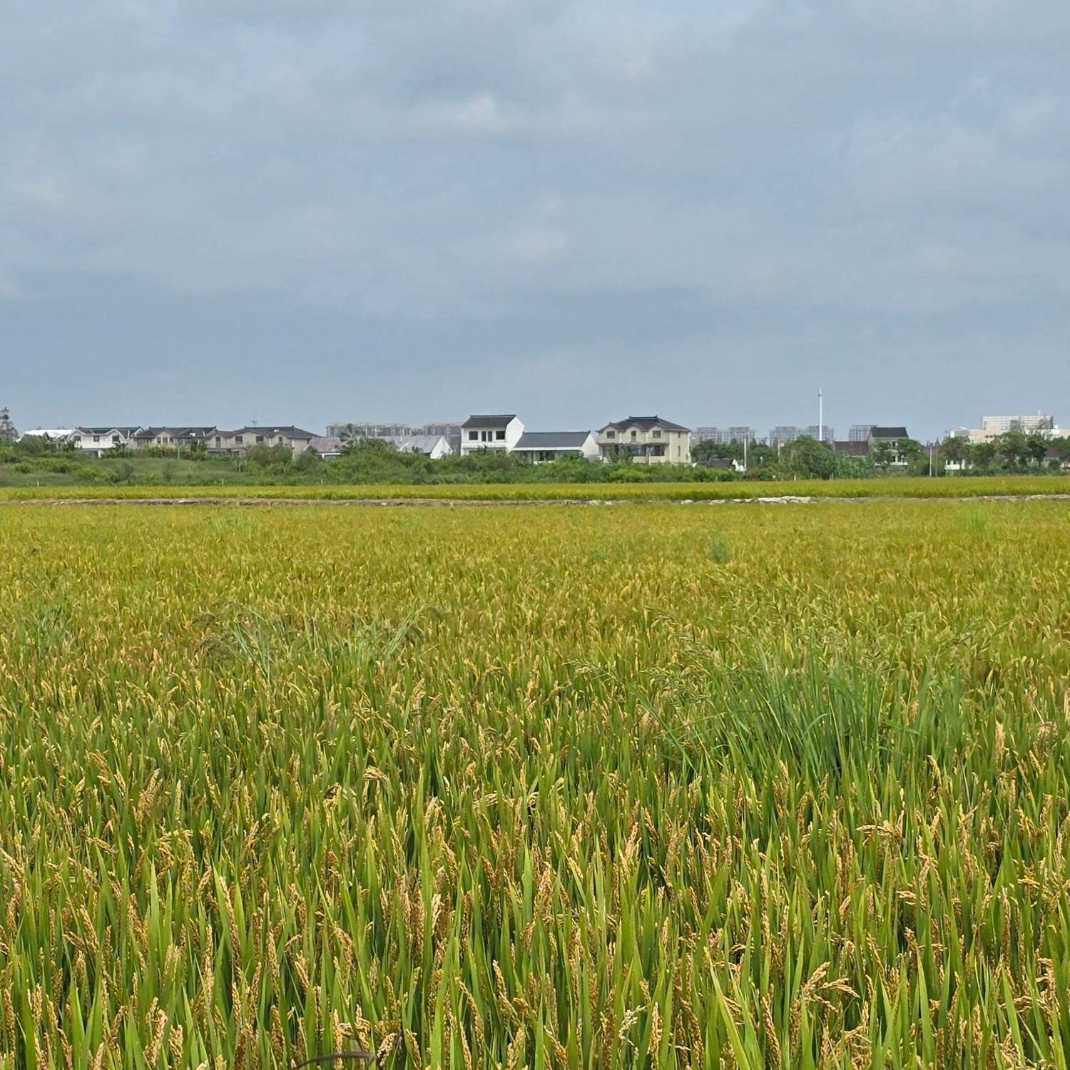 上海市奉贤区 李窑村 青溪古镇