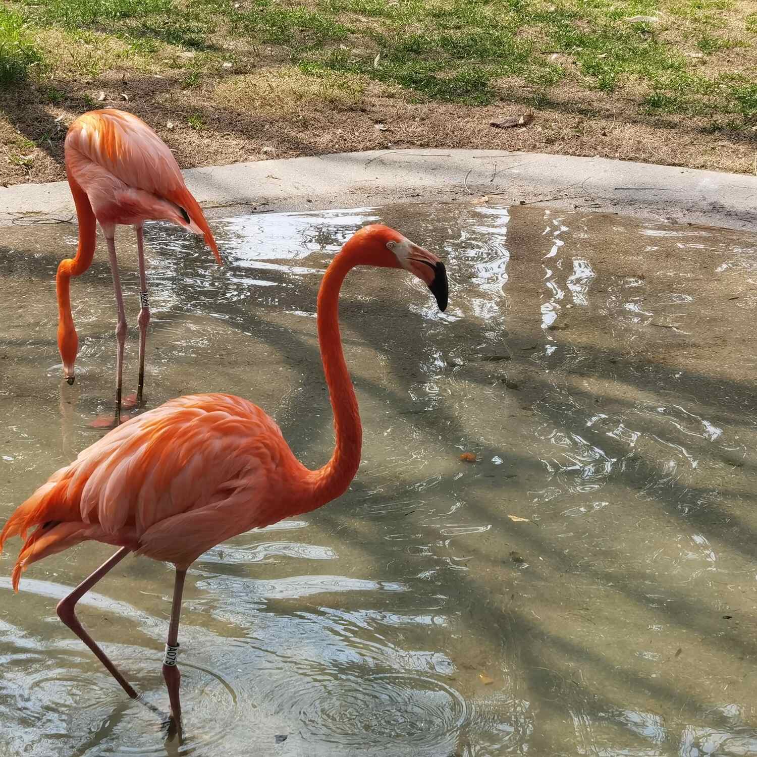 上海动物园 Shanghai Zoo