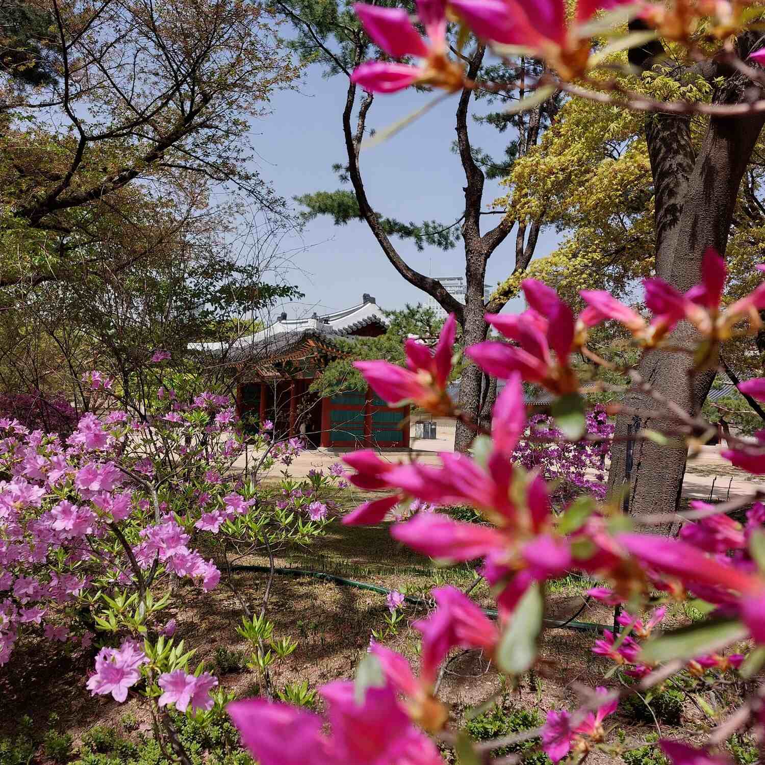Seoul im Frühling