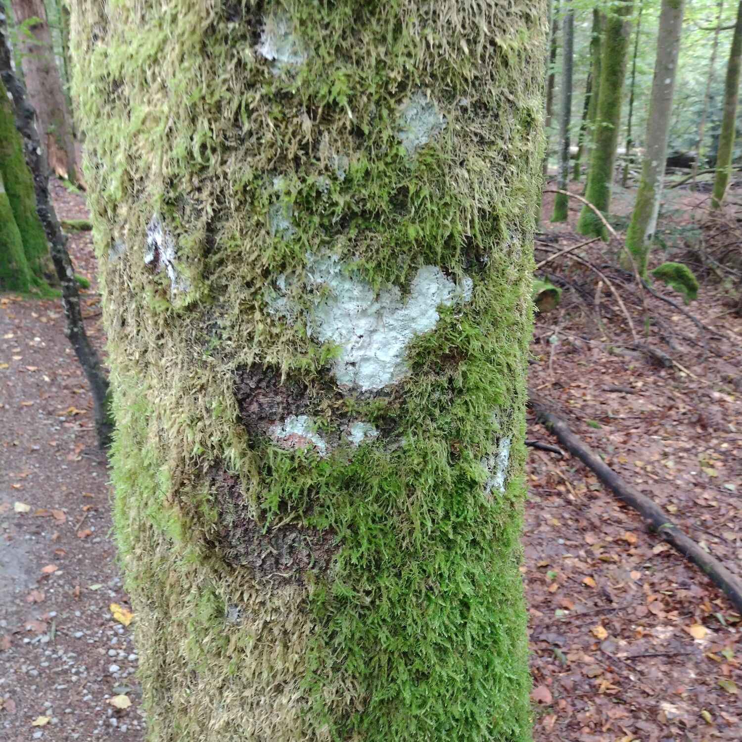 Bayerischer Wald