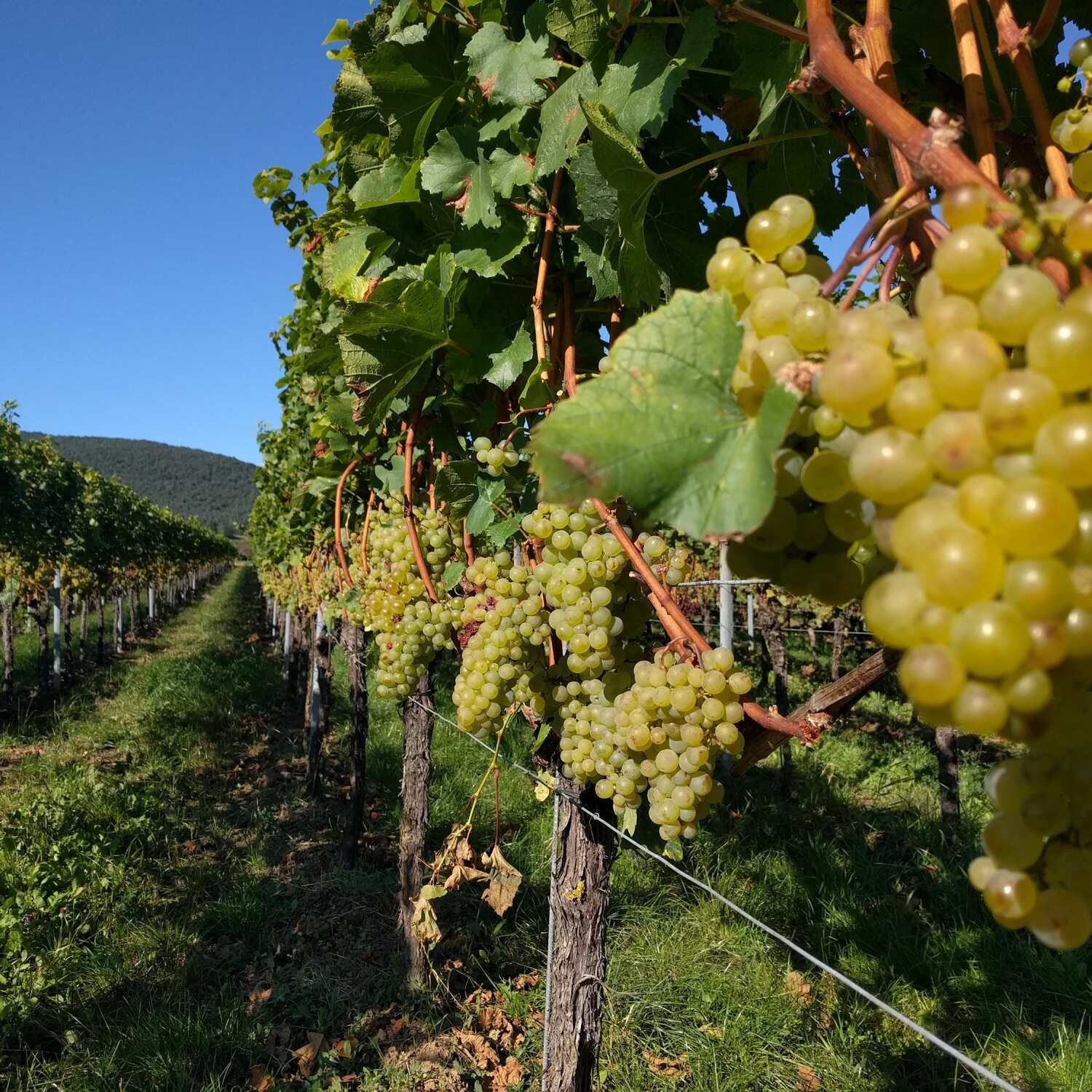 Herbst-Weinreise 2024 - Pfalz