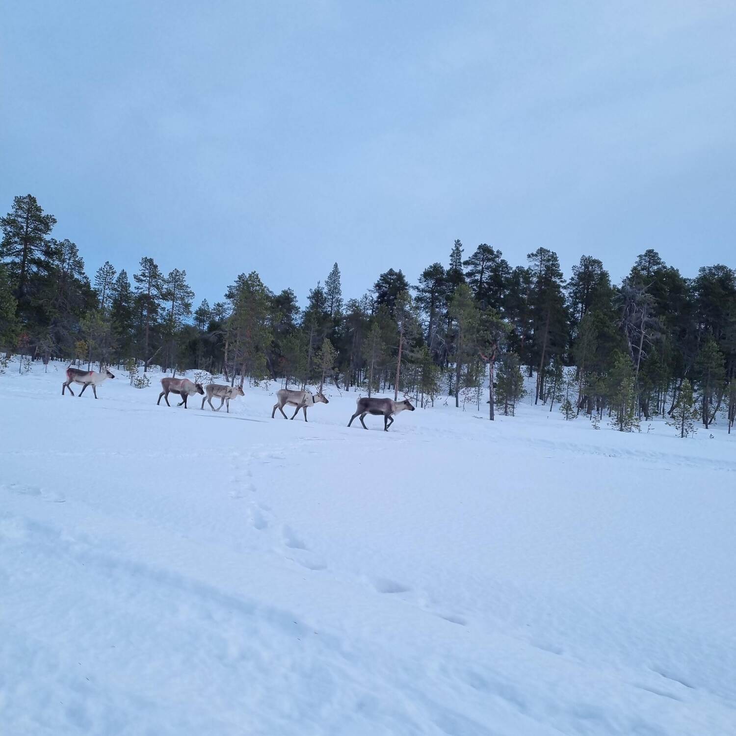 Lappland