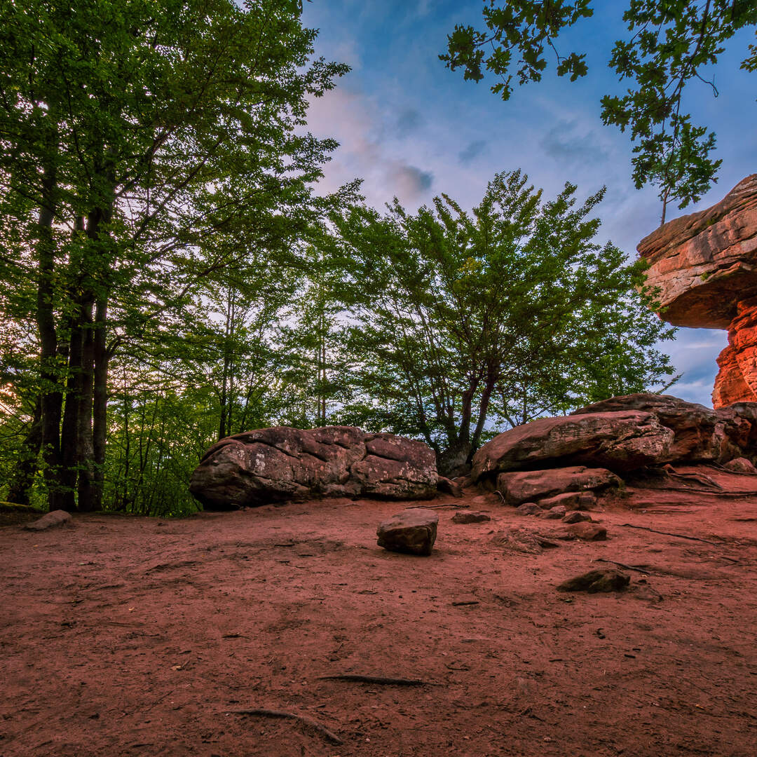 Sommer im Pfälzerwald