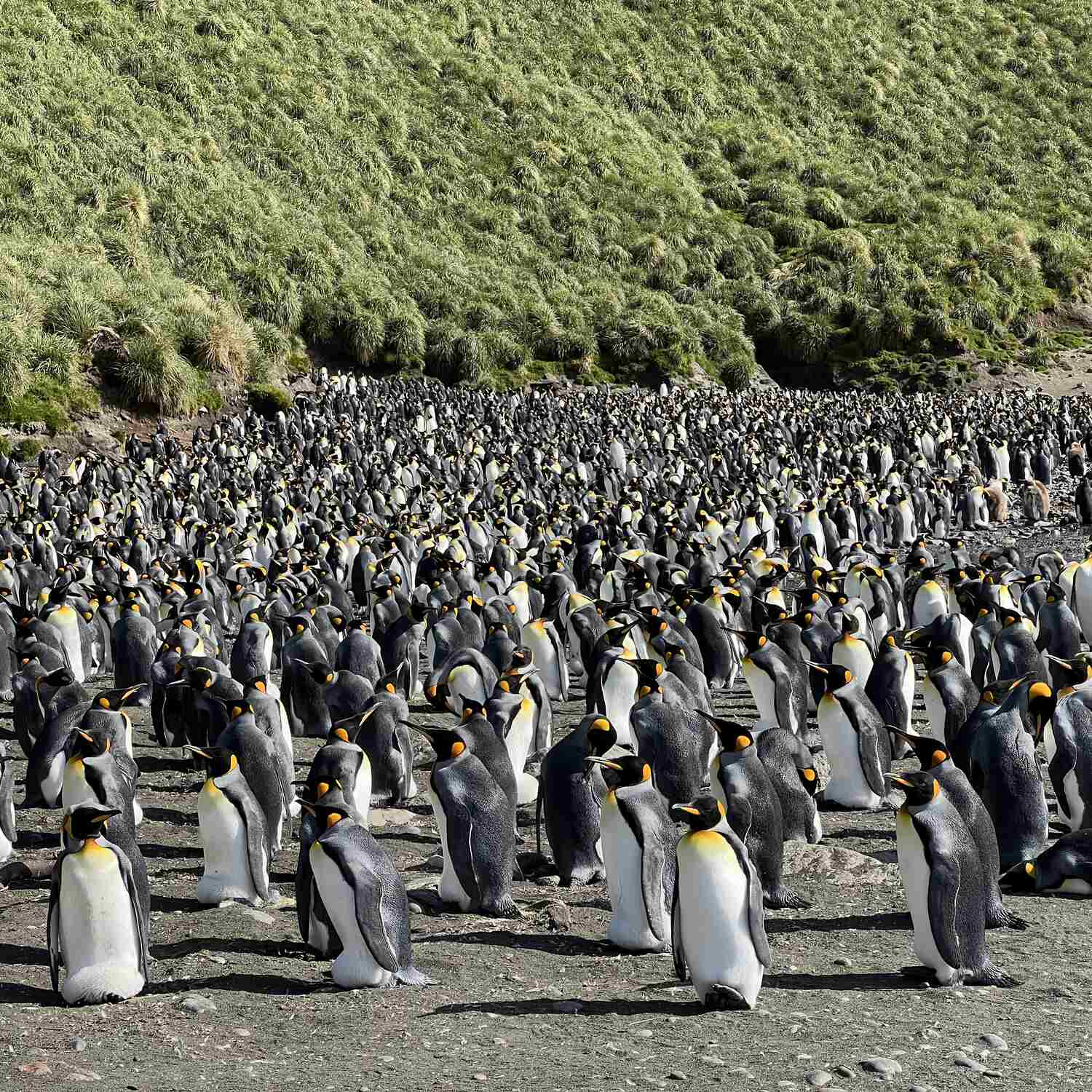 NZ and the SubAntarctic