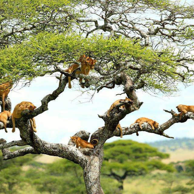 6 days camping safari