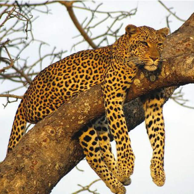 5 Days Tarangire