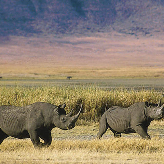 7 Days camping Safaris