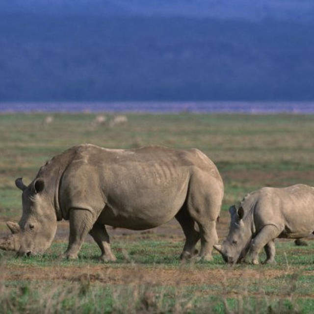 Mkomazi National parks