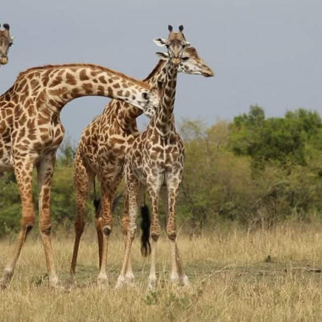 Mikumi national park