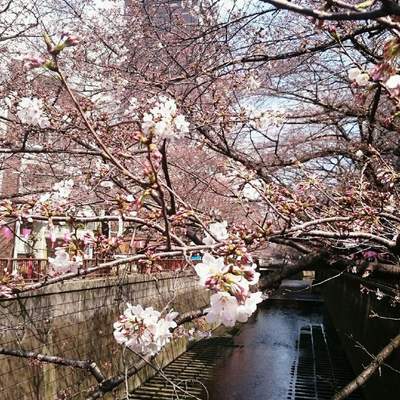 桜- 目黒川