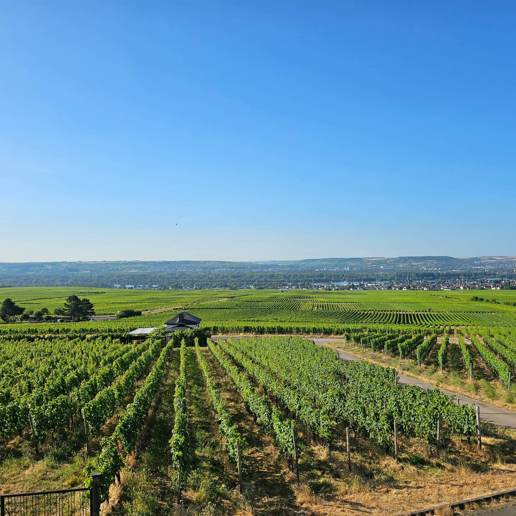 Kurzurlaub in den Rheingau