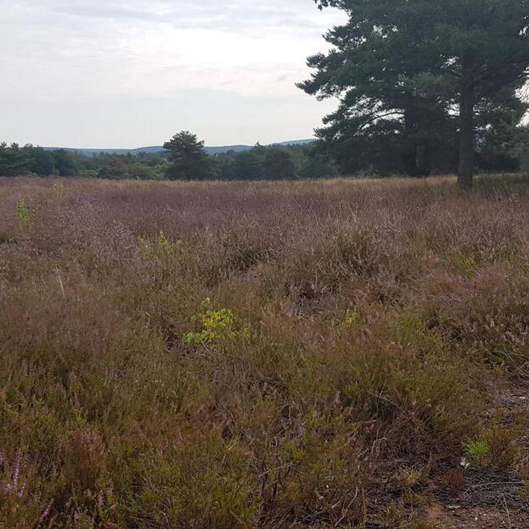 Mehlinger Heide