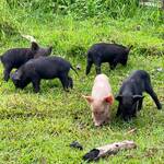 Franziska Moeller-Schmidt