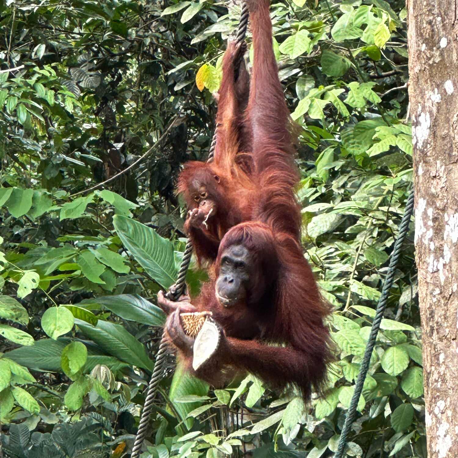 Borneo with friends <3