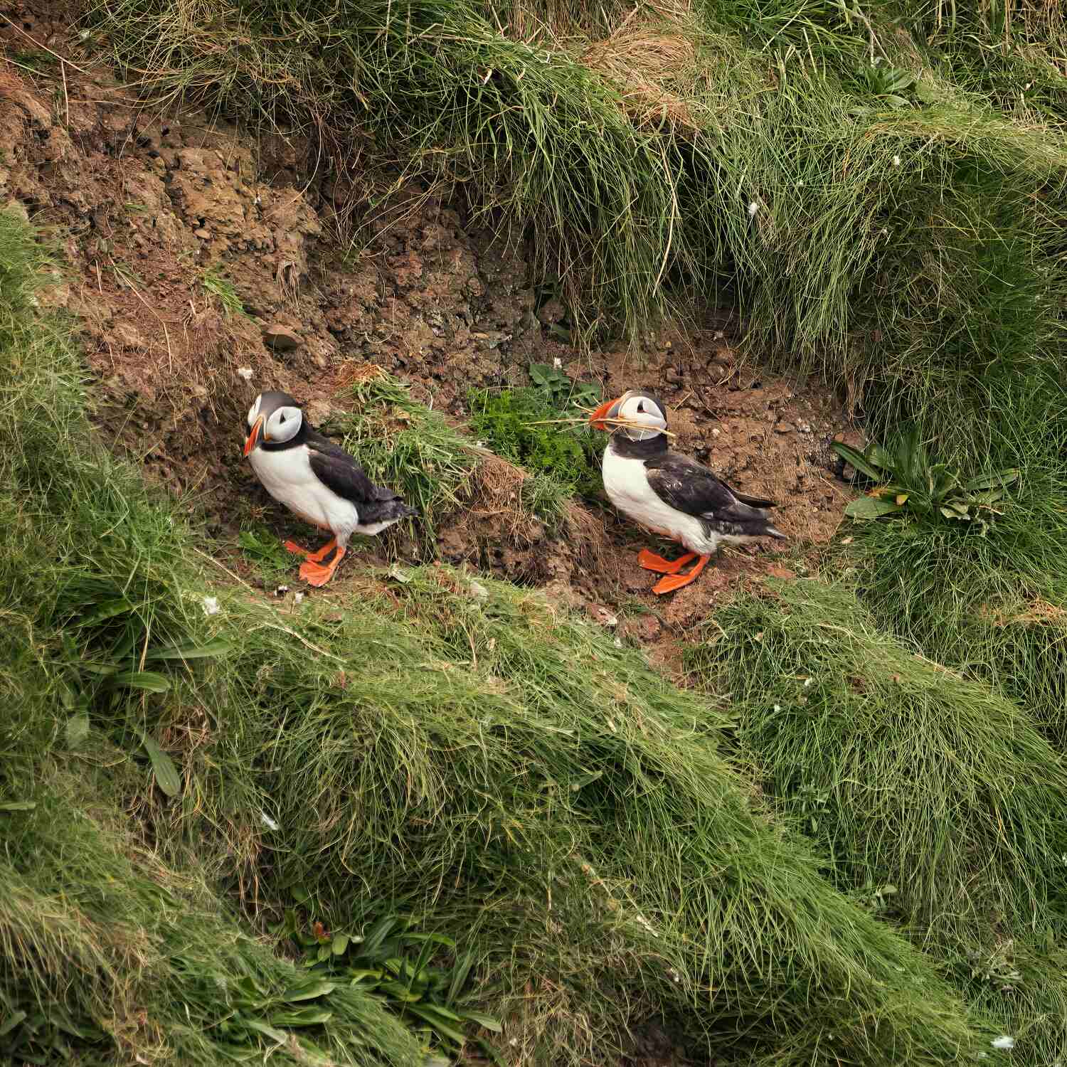 RSPB Bempton Cliffs April 2025