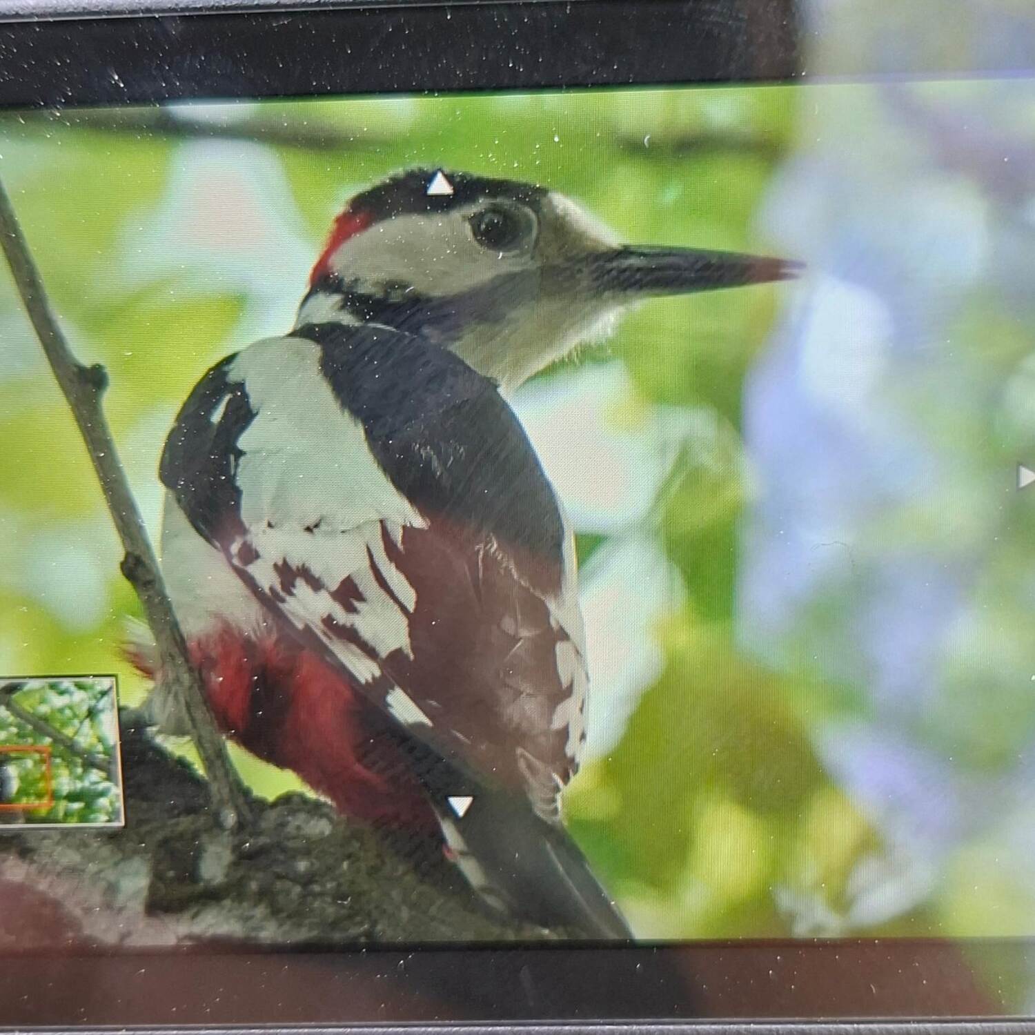 Kirghi birding 2025